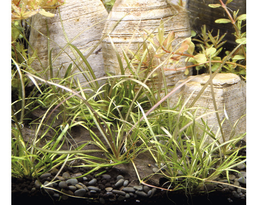 Aquarium avec scirpe nain et pierres décoratives