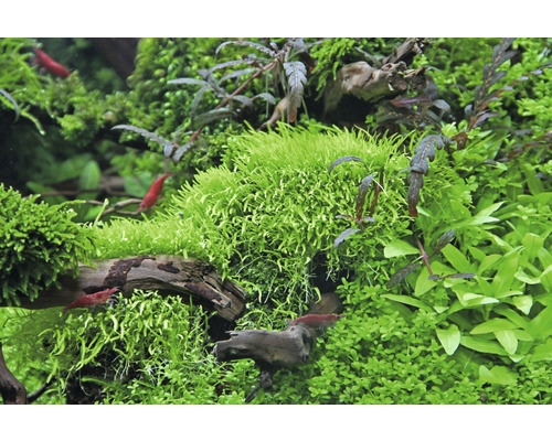 Aquarium avec plantes aquatiques et crevettes naines