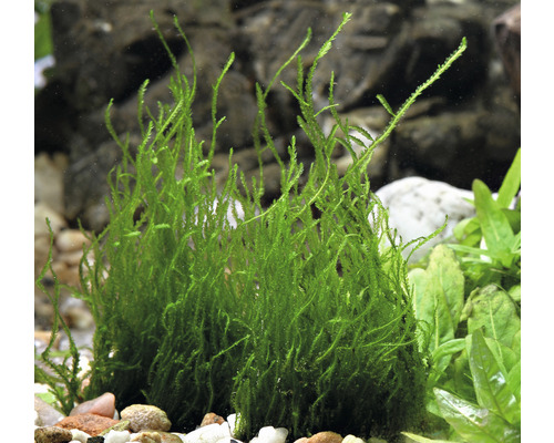 Plante d''aquarium mousse de foie dans un aquarium