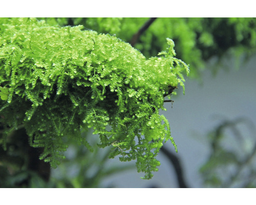 Gros plan de mousse de Java pour aquariums