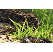 Zwergsumpfblüte - Helanthium bolivianum Quadricostatus In-Vitro