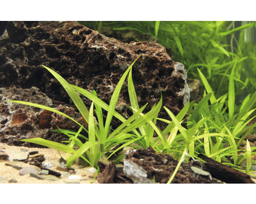 Aquarium mit Steinen und Zwergpfeilkraut