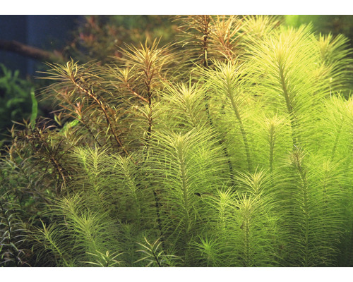 Aquarium avec plantes aquatiques