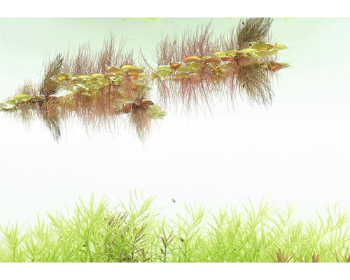 Plantes d''aquarium dans l''eau