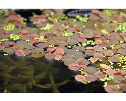 Image de morène et de lentilles d''eau dans le bassin de jardin