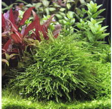 Giant Moos - Taxiphyllum spec. Giant In-Vitro