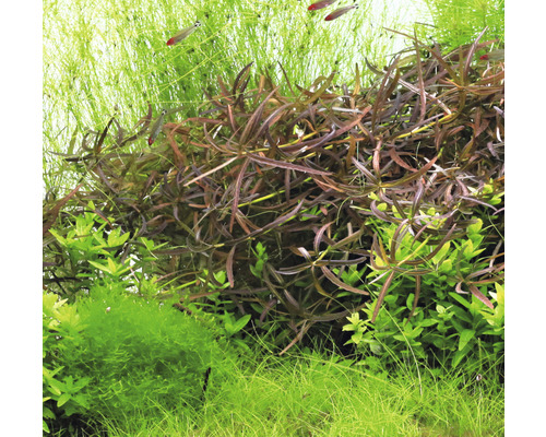 Aquariumpflanzen im Detail