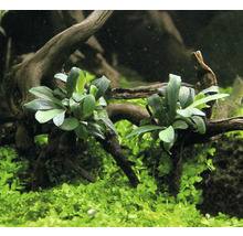 Braune Bucephalandra - Bucephalandra spec. Serimbu Brown' IV