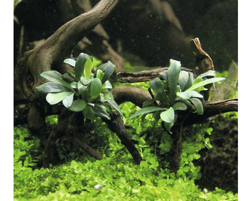 Plantes d''aquarium avec feuilles vertes et décoration en bois flotté