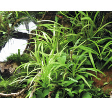Helanthium - Helanthium tenellum ´Broad leaf´In-Vitro