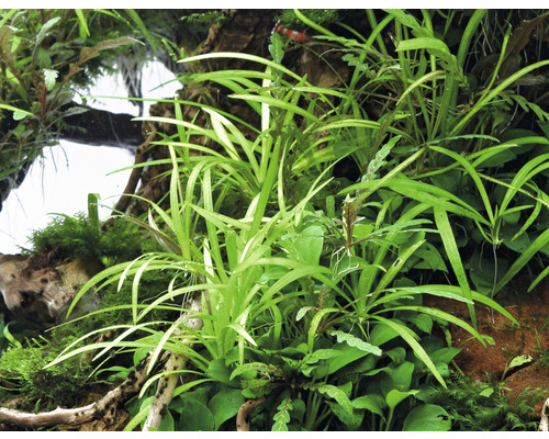 Aquarium avec différentes plantes aquatiques