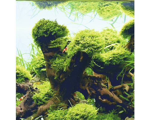 Vue d''aquarium avec bois flotté et mousse