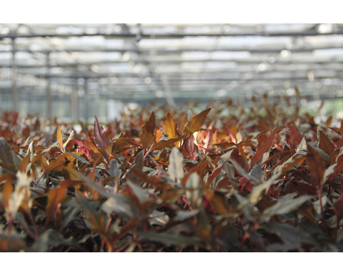 Jeunes plants dans une serre