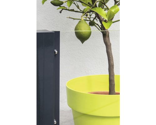 Citronnier dans un pot de fleurs