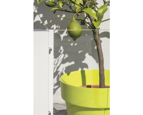 Citronnier avec fruit en pot