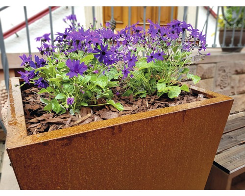 Blumenkasten aus Metall mit violetter Bepflanzung