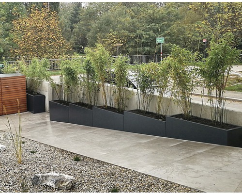 Rangée de jardinières avec bambous sur une terrasse
