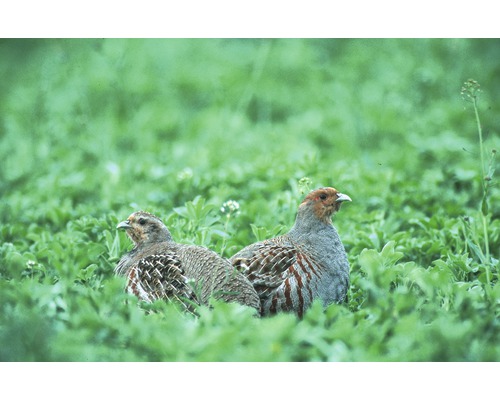 Zwei Rebhühner sitzen im grünen Gras