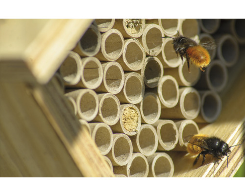 Insektenhotel mit Wildbienen