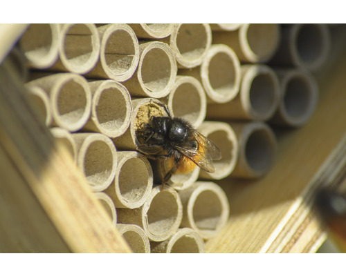 Nahaufnahme eines Wildbienenhauses mit einer Wildbiene, die in eine Röhre kriecht.