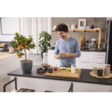 Homme préparant un repas dans une cuisine moderne avec un agrume en pot
