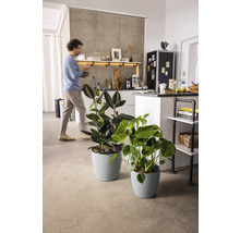 Deux plantes d''intérieur dans des pots assortis dans une cuisine moderne.
