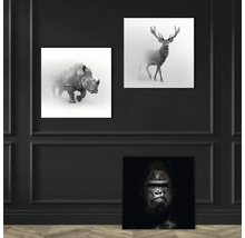 Dekorative Wandbilder mit Tier Motiven: Nashorn, Hirsch und Gorilla