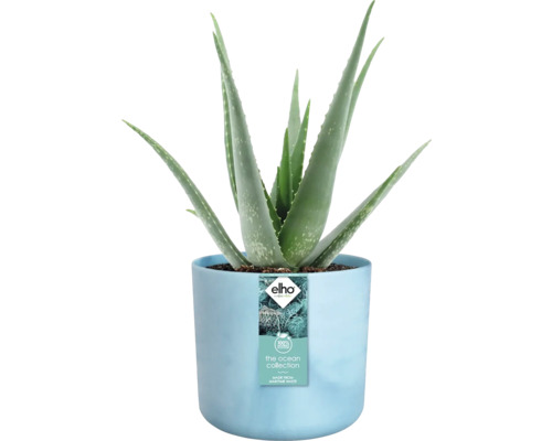 Aloe Vera Pflanze in blauem Blumentopf