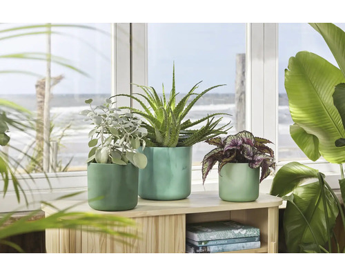 Trois plantes en pot sur une étagère en bois devant une fenêtre avec vue sur la mer.