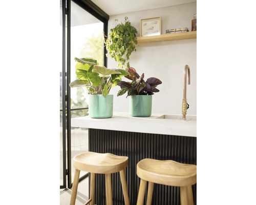 Deux plantes en pot sur un comptoir de cuisine avec des tabourets de bar