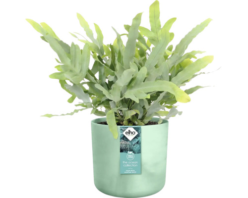 Phlebodium Blue Star dans un pot