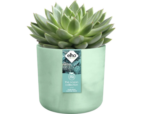 Plante grasse en pot de la collection Ocean
