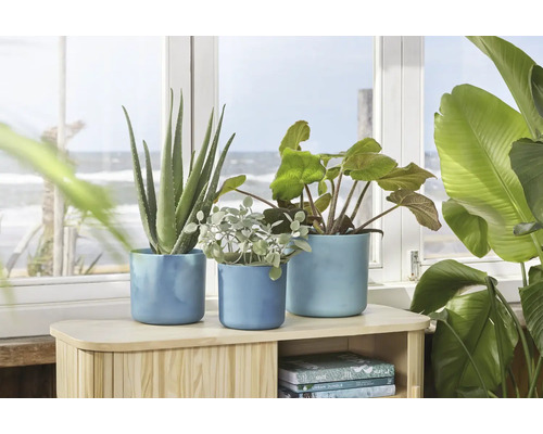 Trois plantes d''intérieur dans des pots bleus sur une armoire en bois devant une fenêtre avec vue sur la mer.