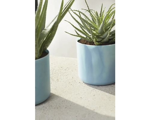 Deux plantes d''aloe vera dans des pots ronds