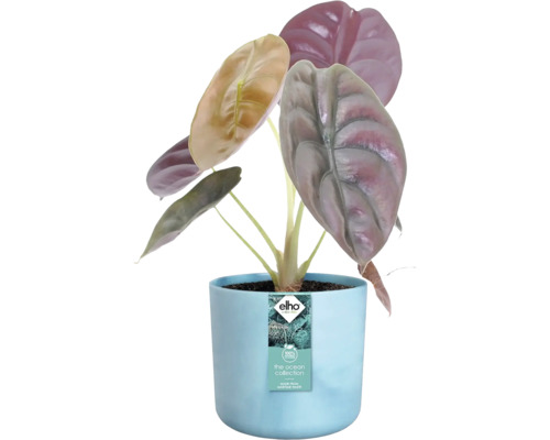 Plante Alocasia dans un pot bleu