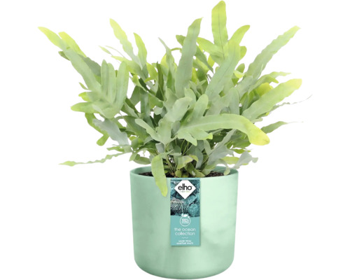 Phlebodium ''Blue Star'' plante d''intérieur dans un pot