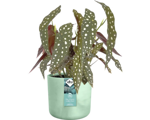 Bégonia dans un cache-pot