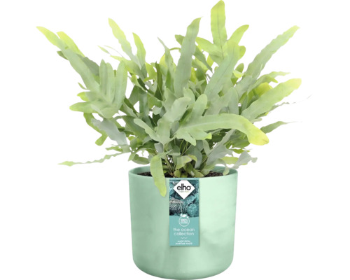 Phlebodium bleu dans pot de fleurs