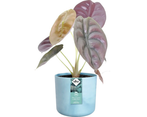 Alokasie Pflanze in einem Topf