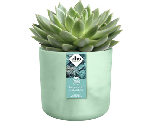 Plante succulente dans un pot en déchets marins recyclés
