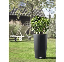 Plante dans une jardinière cylindrique rainurée dans le jardin