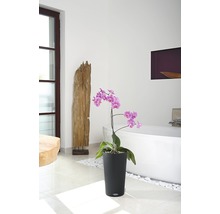 Salle de bain avec orchidée dans un pot noir