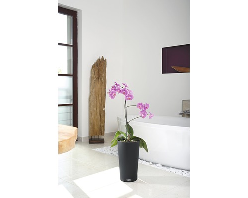 Salle de bain avec orchidée dans un pot noir