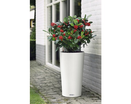 Plante avec des baies rouges dans un pot blanc