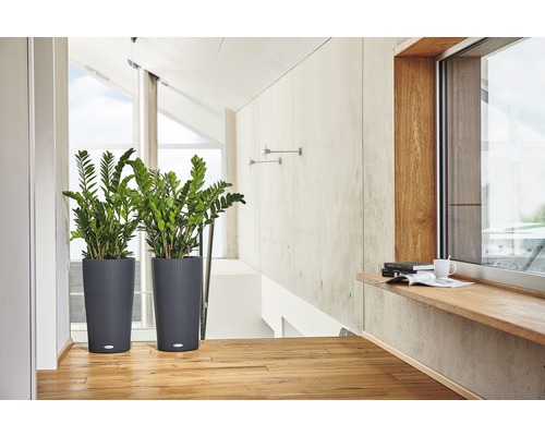 Deux plantes d''intérieur dans des pots gris sur un couloir avec plancher en bois