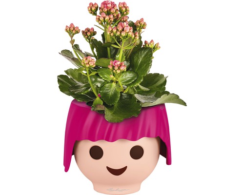 Plante de Kalanchoé dans un pot de fleurs Lechuza avec un visage