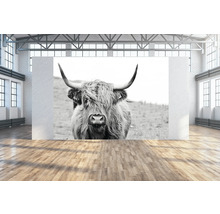 Peinture murale grand format avec un Highland écossais dans une pièce lumineuse.