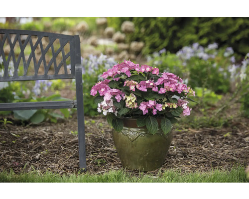 Hortensia rose en pot à côté d''un banc de jardin