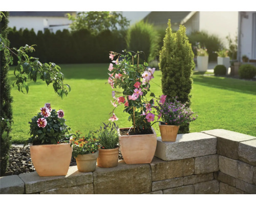 Verschiedene Topfpflanzen auf einer Steinmauer im Garten