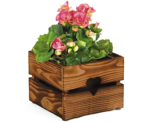 Begonien in einer Holzkiste mit Herzdesign